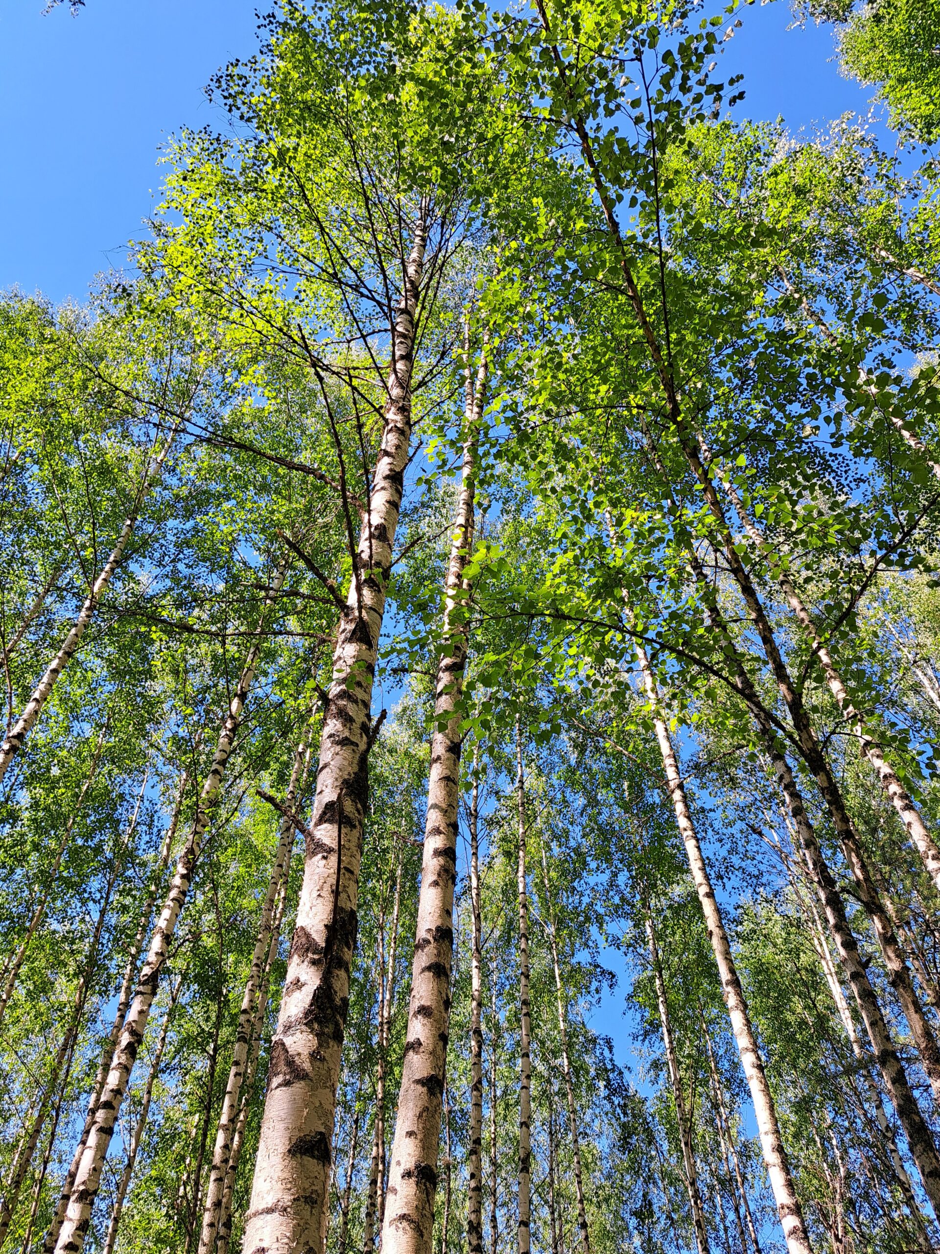Birken vor blauem Himmel Hochformat
