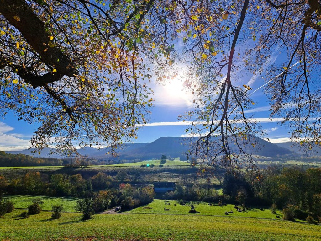 Im Wald Kraft tanken: Blick unter Zweigen auf sonnige Hügel
