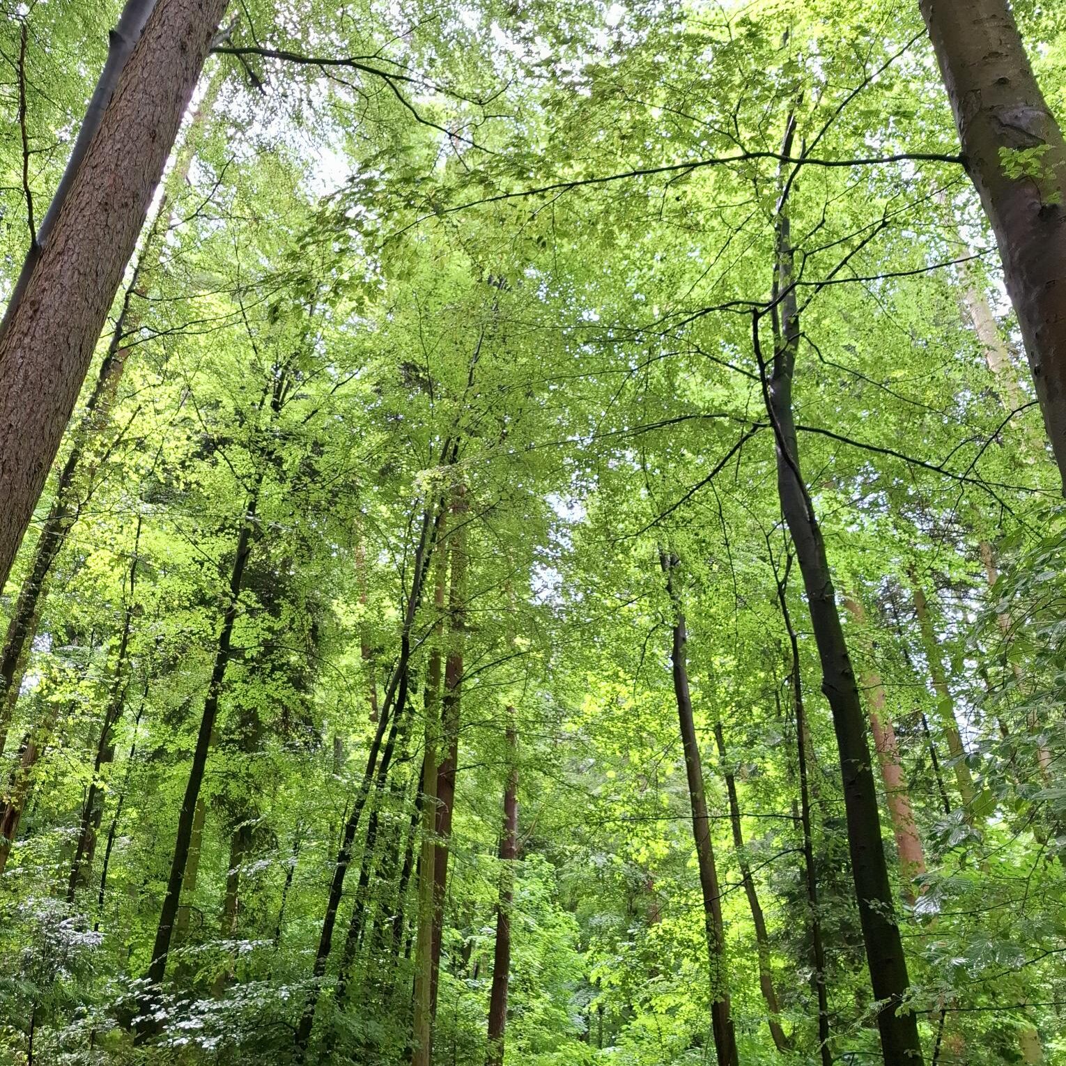 Waldbaden lichter Wald bei Reutlingen Bronnweiler