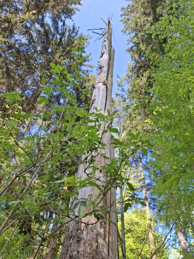 Eine "Kerze" im Wald