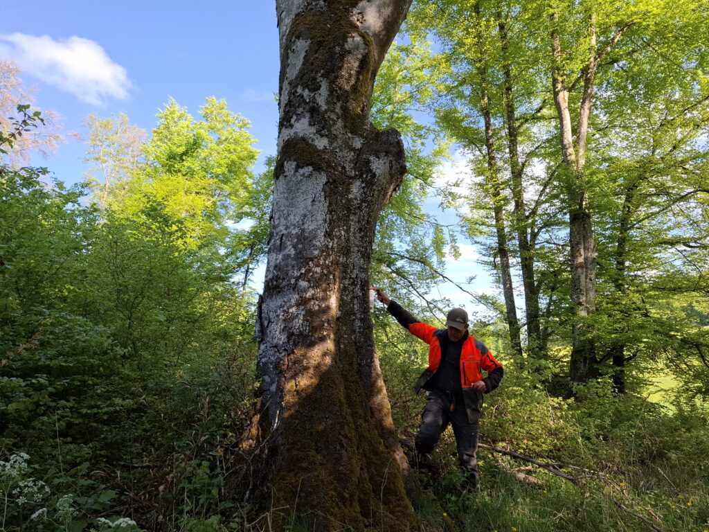Habitatbaum wird mit Sprühdose weiß markiert