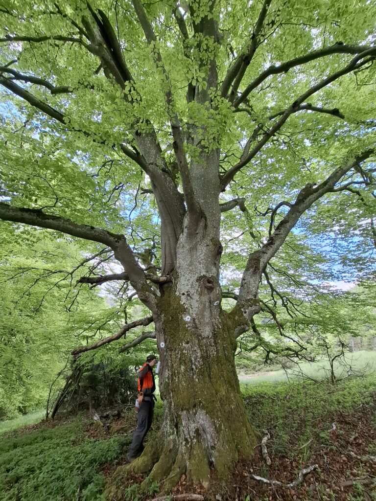 Mächtige Buche wird Habitatbaum