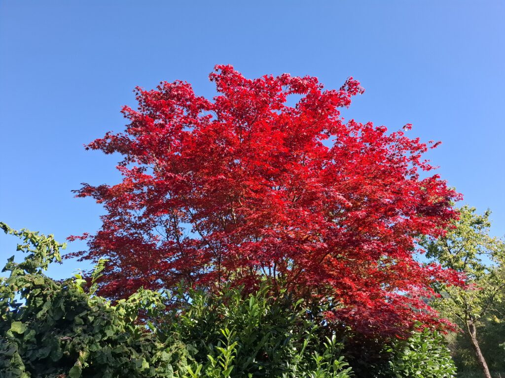 Leuchtender Herbstahorn vor blauem Himmel in Pfullingen