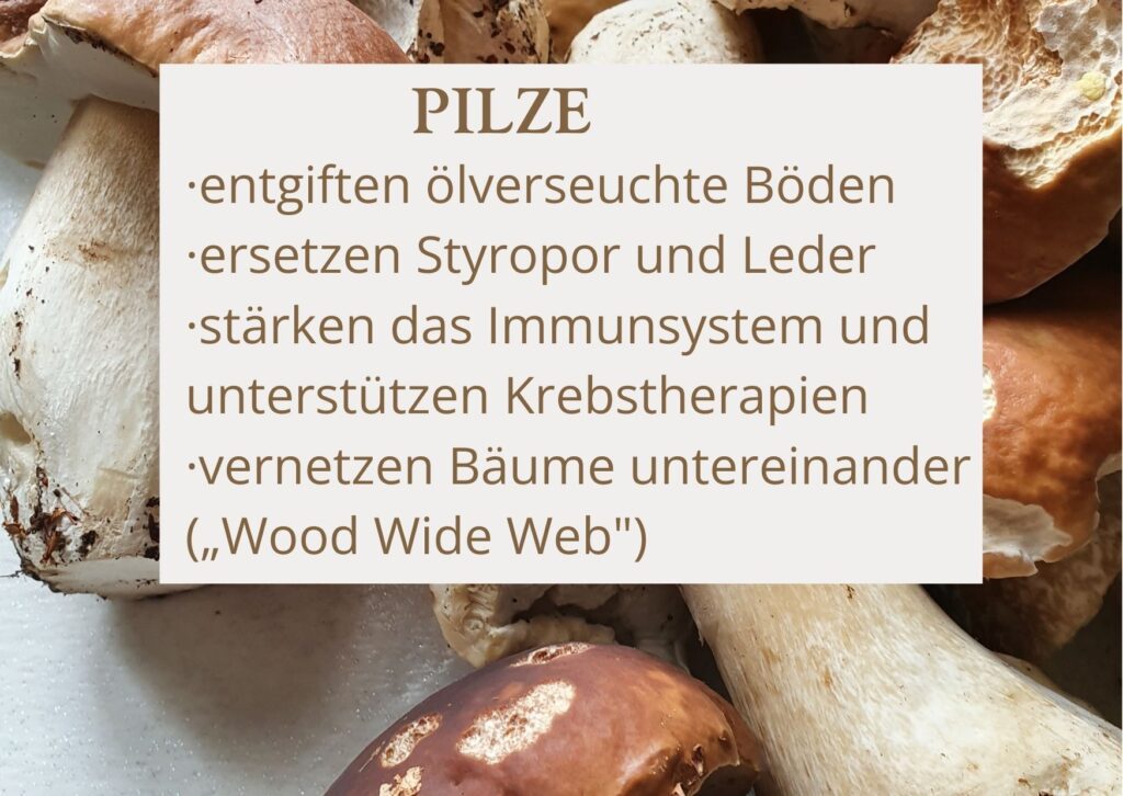 Infokasten: Was Pilze laut Paul Stamets alles können