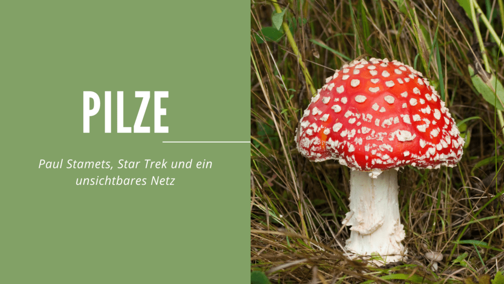 Fliegenpilz und Headline "Pilze: Paul Stamets, Star Trek und ein unsichtbares Netzwerk"
