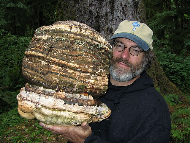 Paul Stamets mit einem Agarikon-Pilz