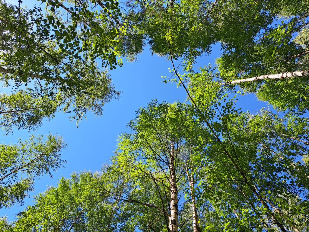 Blauer Himmel zwischen Birkenkronen