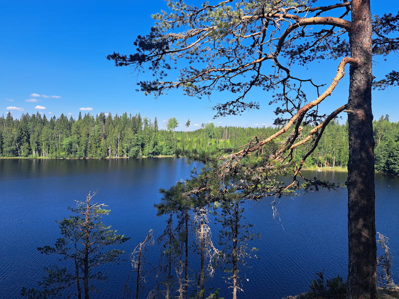 Kiefer an See in Finnland