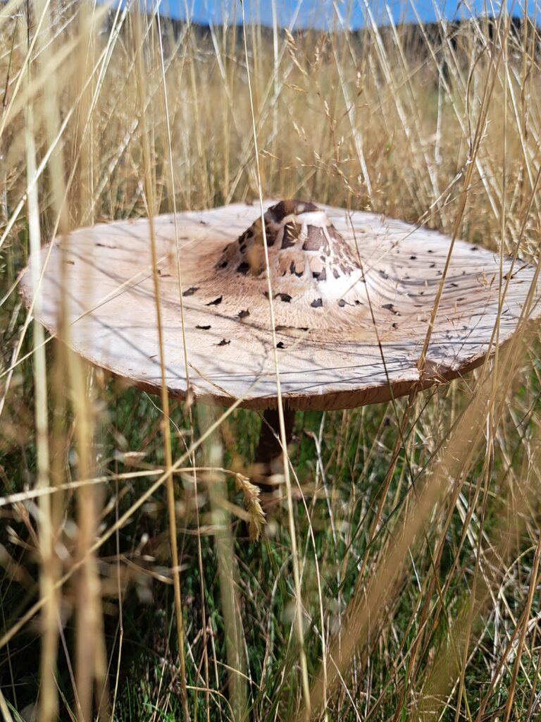 Parasol auf Herbstwiese
