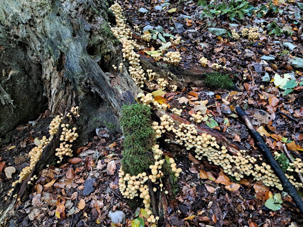 Winzige Pilze an Baumwurzel