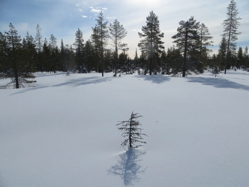 Schneelandschaft mit kleiner Tanne in Lappland, Nordschweden