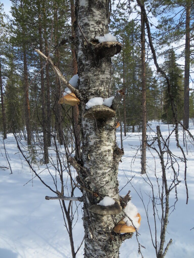 Birke mit Zunderpilzen