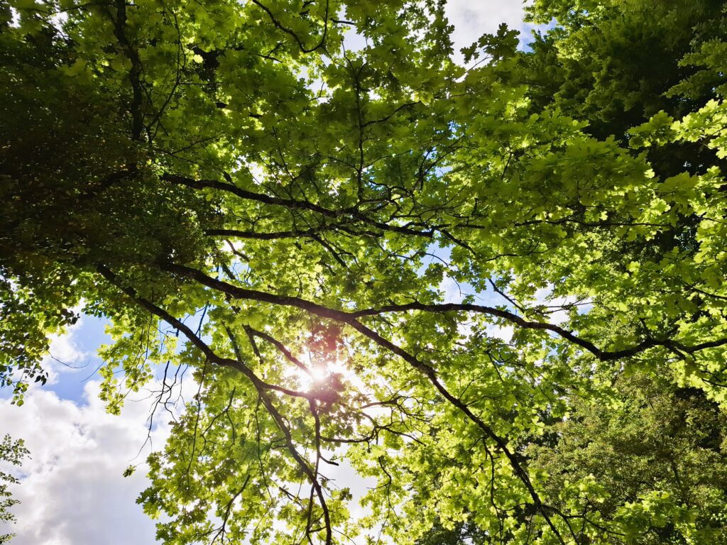 Komorebi: Sonnenlicht fällt durch Eichenblätter