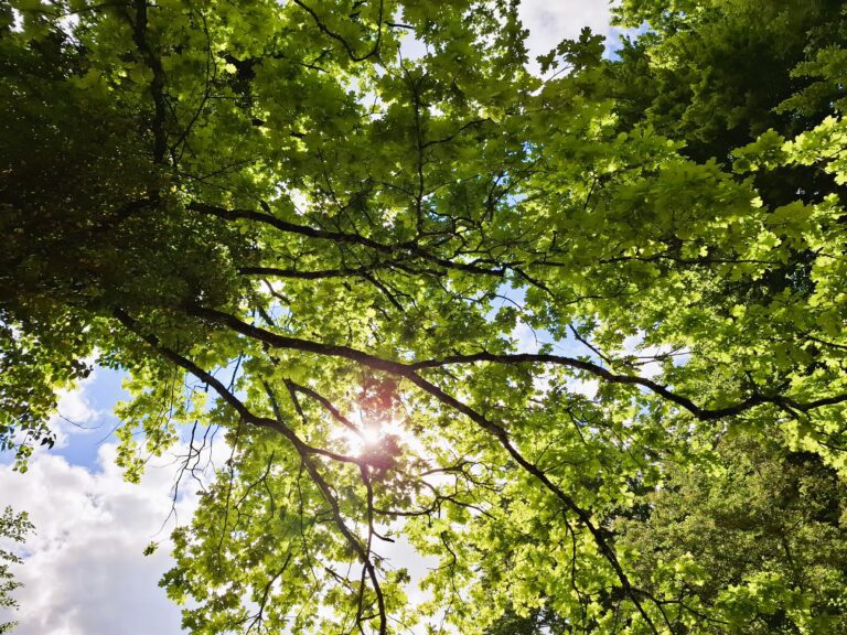 Komorebi: Sonnenlicht fällt durch Eichenblätter