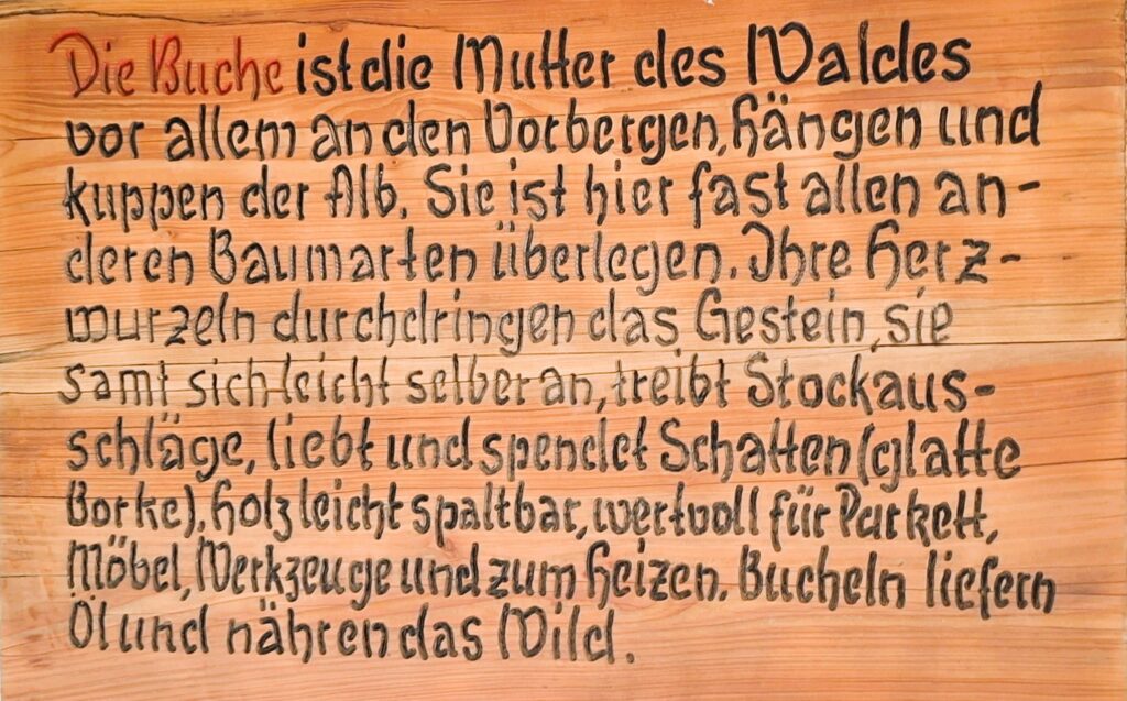 Holzschild "Die Buche ist die Mutter des Waldes"