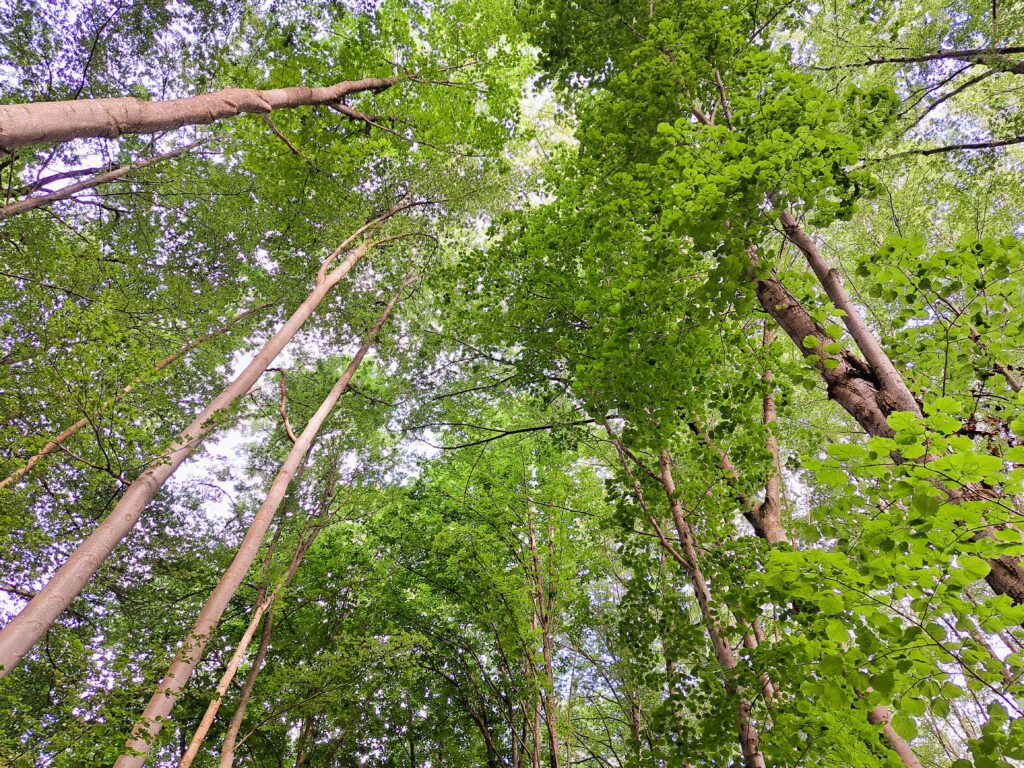 Glatte Buchenstämme mit frischem Laub auf der Schwäbischen Alb