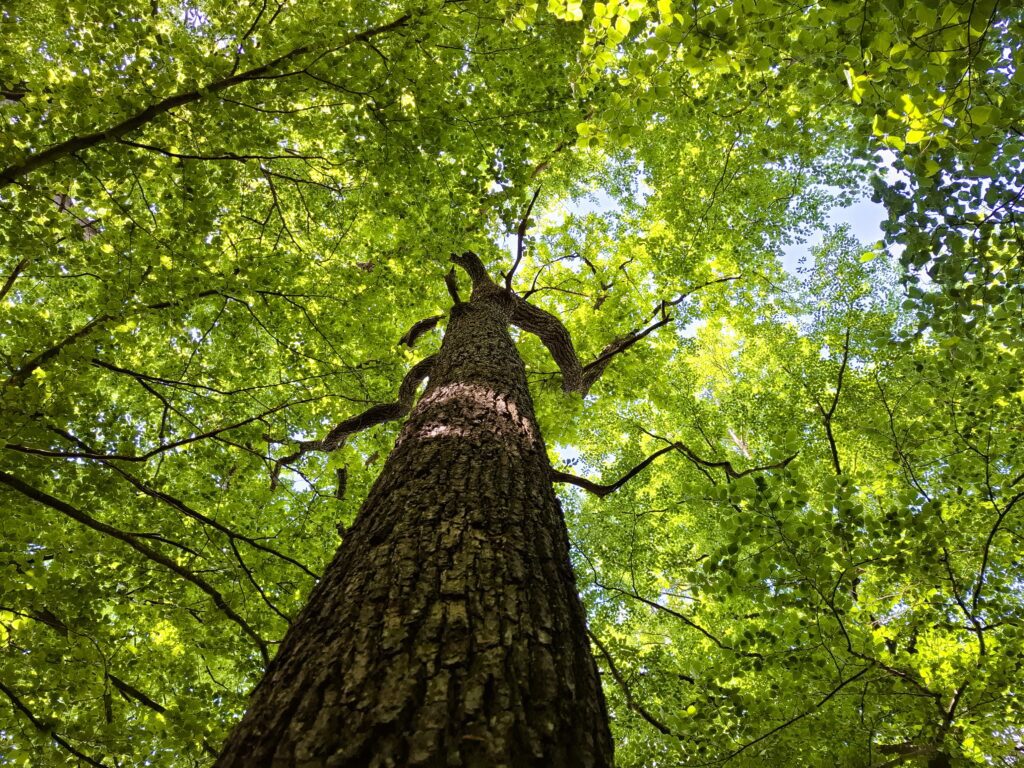 Blick am Eichenstamm nach oben im Frühling