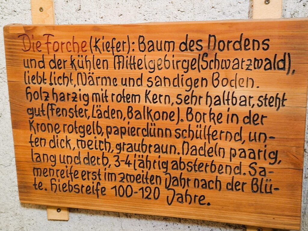 Die Forche oder Kiefer ist der Baum des Nordens und der kühlen Mittelgebirge