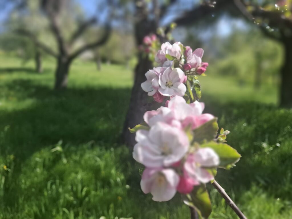 Hanami auf der Schwäbischen Streuobstwiese