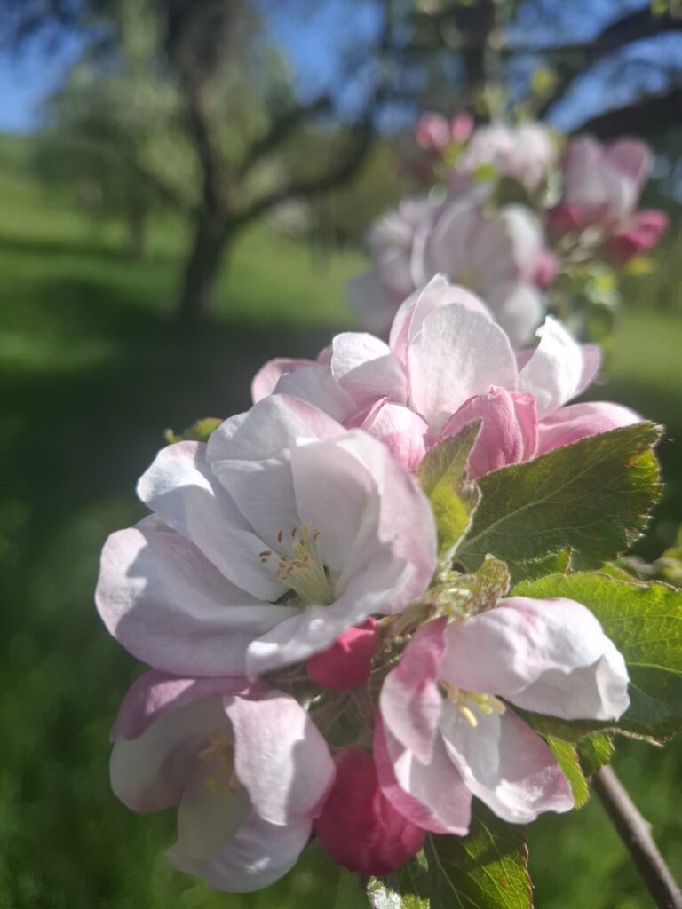 Blüte am Apfelbaum