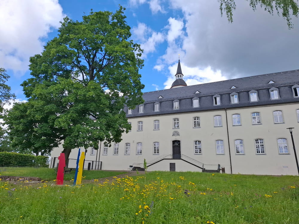 Ahorn am KSI in Siegburg