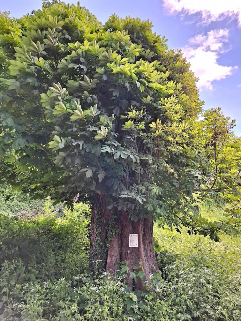 Habitatbaum am KSI Siegburg