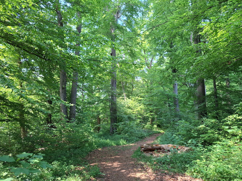 Den Wald wie eine Kathedrale betreten: Buchen säumen Waldweg im Sommer