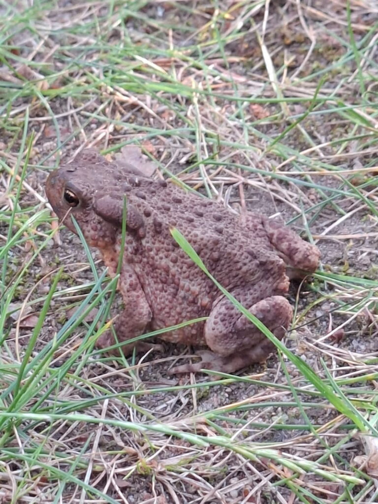 Kröte im Wald