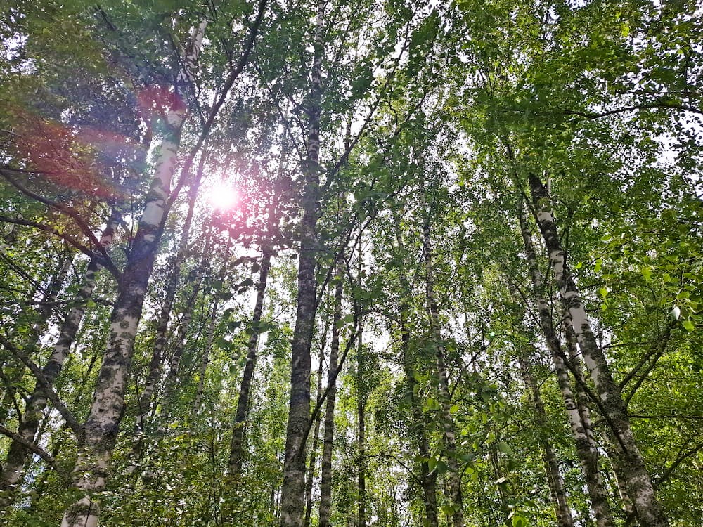 Sonne scheint in Birkenwald