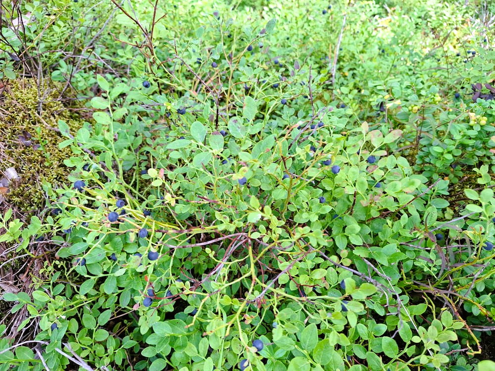 Blaubeeren im Wald