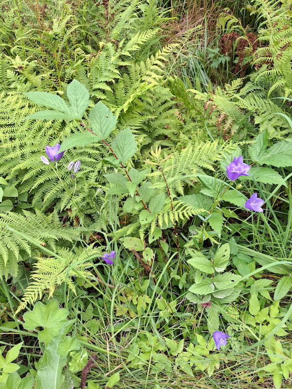 Blumen Finnland Wald