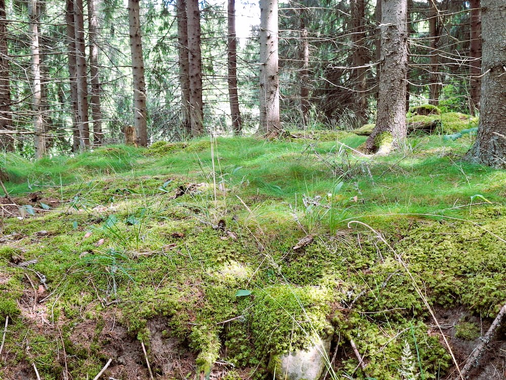 Ein Teppich aus Moos im Wald