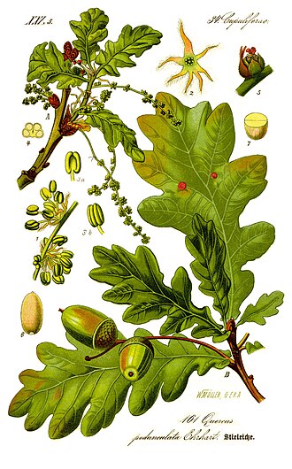 Eichen Bestandteile gezeichnet User:Kilom691, Public domain, via Wikimedia Commons
